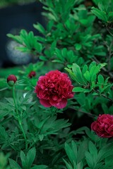 Red peony