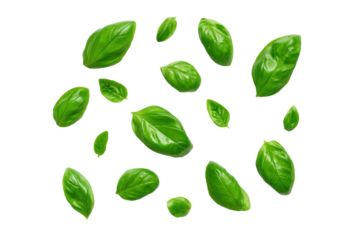 Basil cluster centred in minimal frame overhead, isolated transparent background