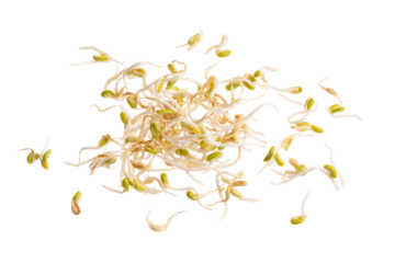 Bean sprouts forming gentle wave across frame, isolated on transparent background