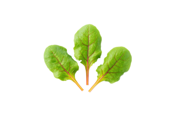 Loose beet greens scattered overhead flat-lay isolated on transparent background