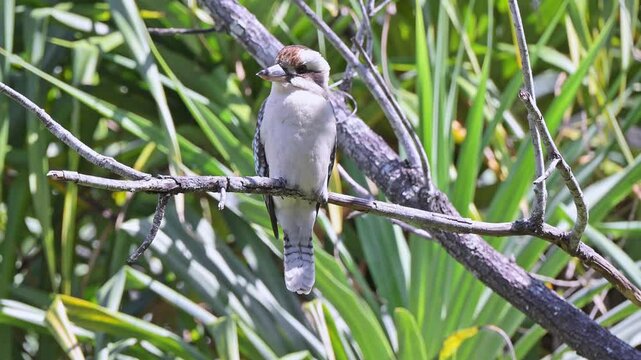 Australian laughing kookaburra, Dacelo novaeguineae, native kingfisher bird, perched on branch