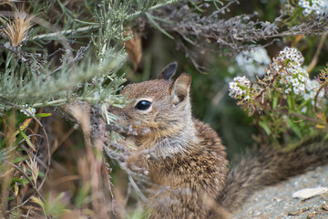 This image captures a baby ground squirrel emerging cautiously through coastal shrubs and wildflowers. Its eye is sharp and expressive as it peeks between branches, surrounded by natural foliage. 