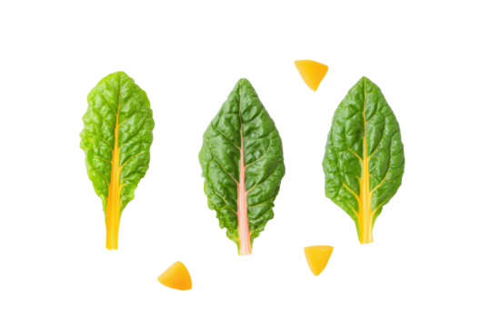 Chard stems trimmed and aligned parallel like pencils on bright overhead flatlay, vivid magenta ribs contrasting green blades, isolated on transparent background