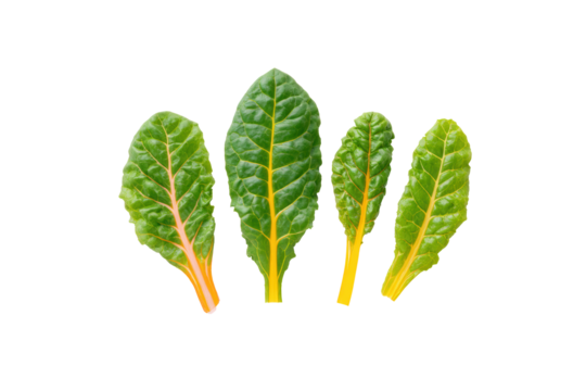 Chard curly ribbons arranged spiral path across white flatlay, varying greens and reds evident, isolated on transparent background