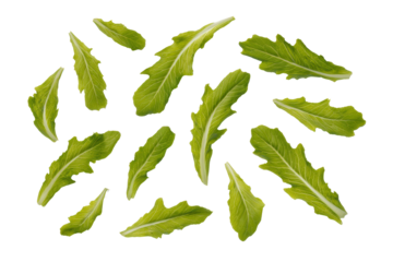 Chicory mixed leaf fragments sprinkled over overhead flatlay, lively pattern with gradated hues from ivory to deep violet, isolated on transparent background