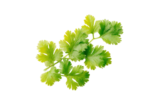 Cilantro stem tips aligned neatly in parallel like miniature picket fence along lower border of overhead flatlay, crisp serrations and cool shadows visible, isolated on transparent background