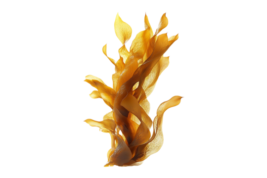 Golden brown seaweed kelp dancing gracefully isolated on transparent background
