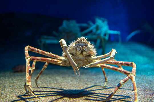 生物細密画画「タカアシガニ」 タカアシガニ | 生きもの | 【足立区生物園】