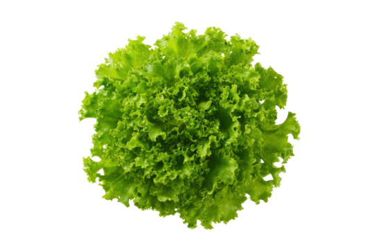 Curly lettuce loose leaves layered diagonally from corner to corner across pristine flatlay, ruffled margins casting playful shadows, isolated on transparent background