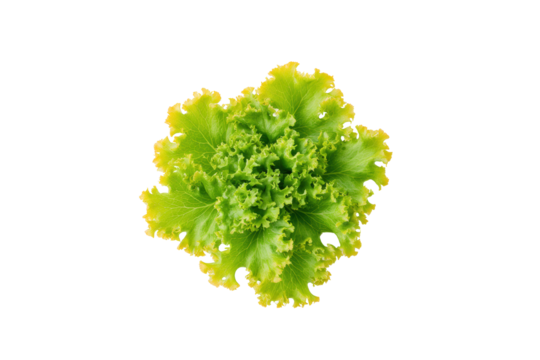 Curly lettuce heart silhouette crafted from fringed leaves on pristine overhead flatlay, graduated greens and delicately curled edges highlighted softly, isolated on transparent background