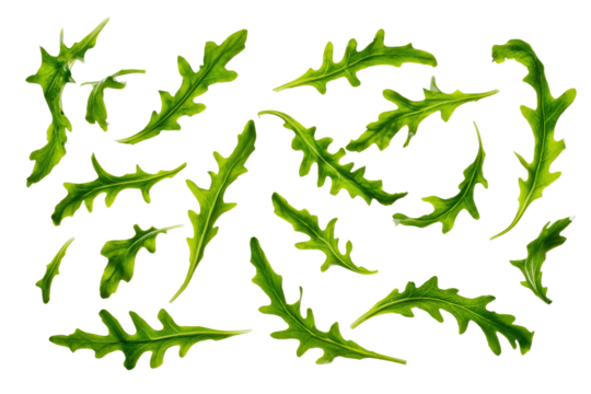 Dandelion greens loose leaves scattered diagonally across studio flatlay photographed overhead, serrated edges casting lively shadows and subtle highlights, isolated on transparent background