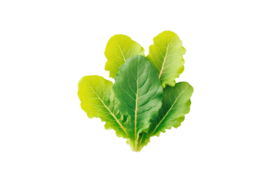 Escarole curly whole head centred on overhead flatlay, ruffled emerald fringes and creamy stem heart rendered vividly by diffused illumination, isolated on transparent background