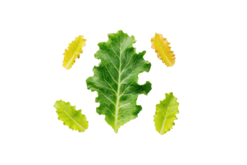 Escarole mixed leaves scattered randomly leaving ample copy space flatlay isolated on transparent background