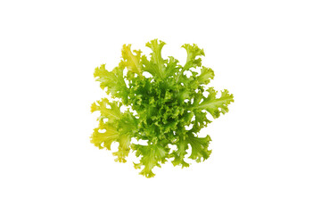 Obraz premium Frisée lettuce S-curve shredded curls across bright flatlay isolated on transparent background