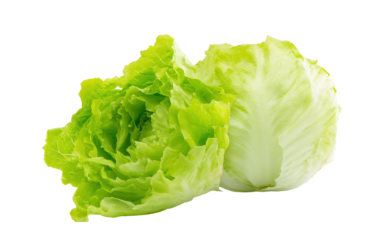 Iceberg lettuce parallel leaf blades lining lower edge flatlay isolated on transparent background