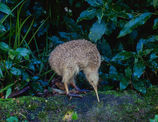Little spotted kiwi on the north island of  New Zealand.