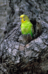 Budgerigar makes its home in a tree stump in outback South Australia..