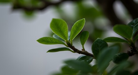 Serene Spring: A Close-Up of Vibrant Green Leaves