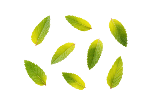 Mint vibrant leafy cluster centred bright flatlay isolated on transparent background