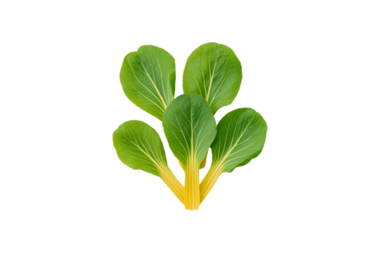 Whole pak choi bok choy isolated flat lay vegetable photo on transparent background natural lighting
