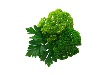 Obraz premium Fresh parsley bunch isolated flat lay herb image on transparent background clean studio lighting