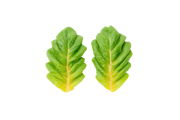 Glossy romaine lettuce flat lay image isolated on transparent background boosts health branding