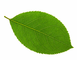 Obraz premium Closeup Detailed Green Leaf