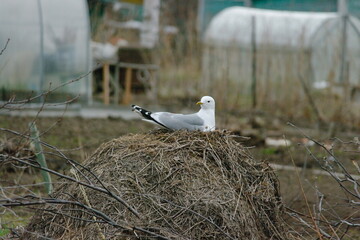 a seagull hatches chicks in a nest near people