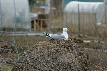 a seagull hatches chicks in a nest near people