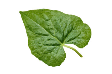 Obraz premium Premium sweet potato leaves isolated flat lay image on transparent background elevates herb packaging