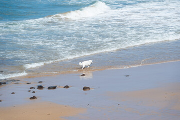 A big white dog playing and walking on the beach. Pet having fun.