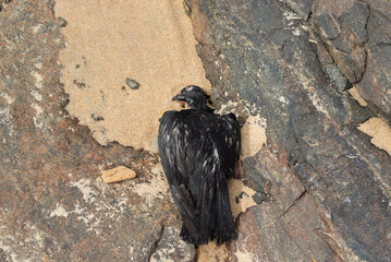 A dead black pigeon on the sand of a beach. Wild animal.