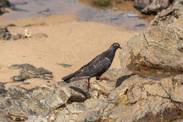 A black pigeon walking on the rocks of a beach. Wild animal in search of food.