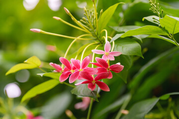 Close-up of red Four Gracious Plants (Combretum indicum) flowers blooming in spring