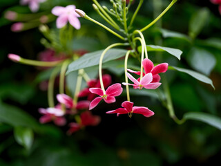 Close-up of red Four Gracious Plants (Combretum indicum) flowers blooming in spring
