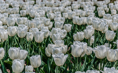 A vibrant field of blooming white tulips bathed in sunlight. The elegant petals and lush green stems create a serene and fresh spring atmosphere.