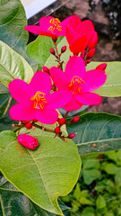 Jatropha Red Flowers Blooming on Green Leaves Vertical Photo