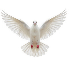 Fototapeta premium White dove flying with open wings isolated on transparent background