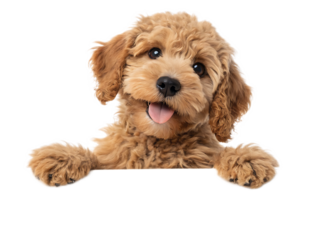 Close up of a fluffy golden doodle puppy with its paws up and tongue sticking out on isolated on transparent background, Generative ai.