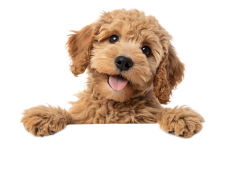 Close up of a fluffy golden doodle puppy with its paws up and tongue sticking out on isolated on transparent background, Generative ai.