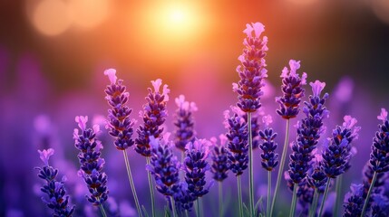 Fototapeta premium Lavender field bathed in golden sunset light. A vibrant display of purple flowers, illuminated by a warm, bright sunset