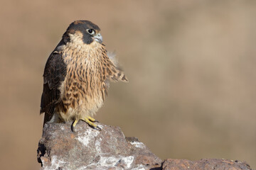 juvenile peregrine falcon (falco peregrinus) perched on a rock