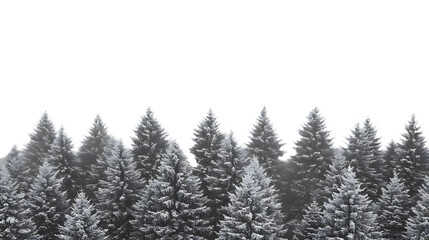 Fototapeta premium A Serene Winter Morning Among Snow-Covered Pine Trees in a Frosty Forest Landscape