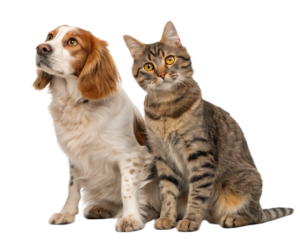 A brown and white spaniel dog and a tabby cat sitting next to each other on  isolated on transparent background, Generative ai.