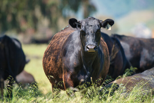 Large black cow with ear tag stands in a sunlit field of green grass. Other cows lie in the background, and the focus is on the central cow&rsquo;s alert, forward gaze.