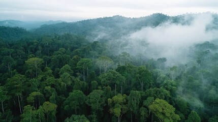 Fototapeta premium Misty, verdant rainforest canopy from above.