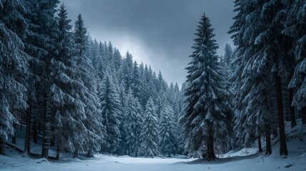 Naklejka premium Snowy Forest Landscape Under Dark Cloudy Sky in Winter Season