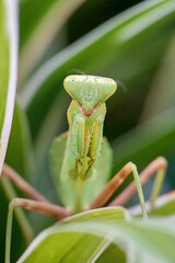 Closeup of Green Praying Mantis (Mantis religiosa). The species are masters of camouflage, blending into their surroundings to ambush prey.