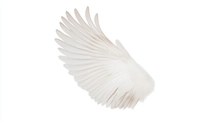 A single white bird wing with outstretched feathers is displayed on a plain white background.