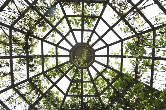 Geometric Gazebo Roof with Climbing Vines